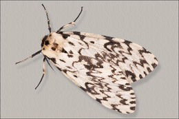 Image of Black Arches