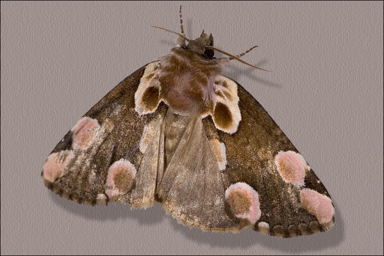 Image of peach blossom