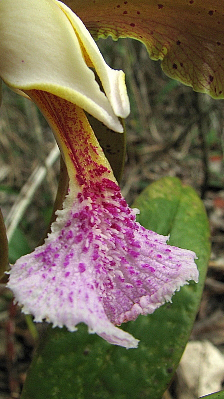 Sivun Cattleya granulosa Lindl. kuva