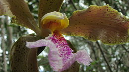 Sivun Cattleya granulosa Lindl. kuva