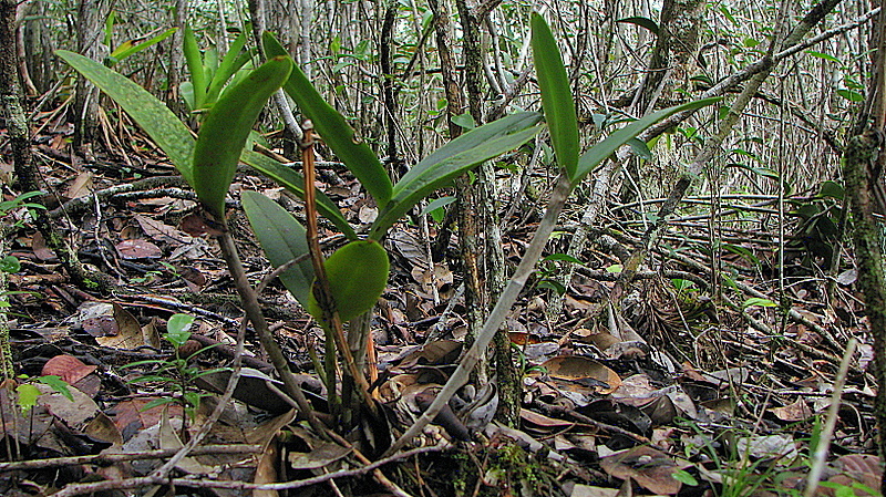 Sivun Cattleya granulosa Lindl. kuva