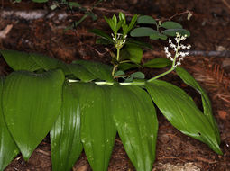 Image of feathery false lily of the valley