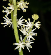 Image of feathery false lily of the valley