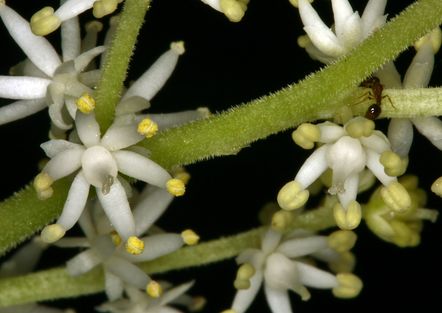 Image of feathery false lily of the valley