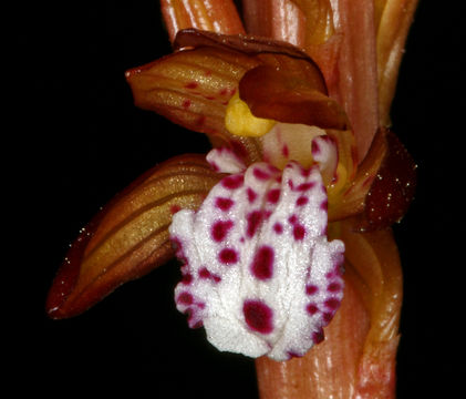 Image of Spotted coralroot