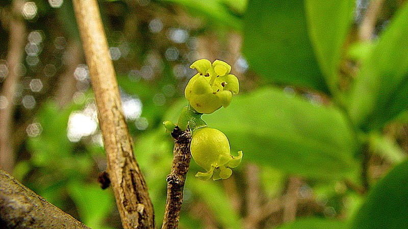 Schoepfia brasiliensis A. DC. resmi