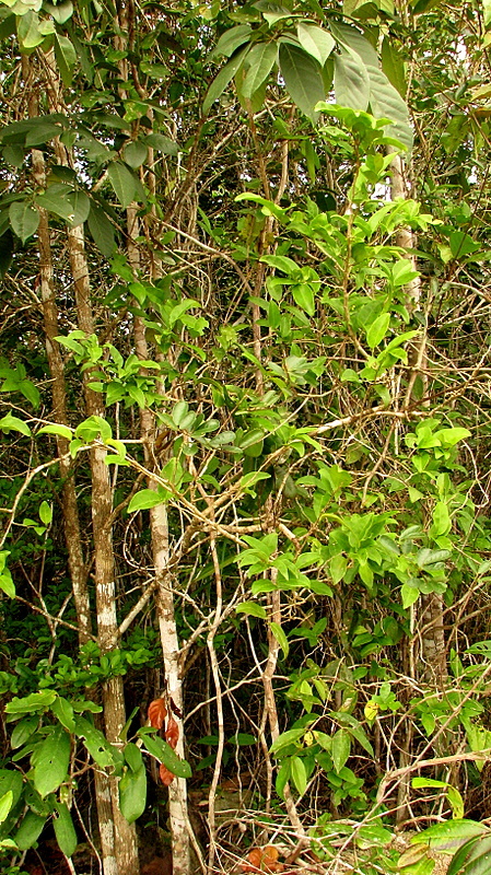 Schoepfia brasiliensis A. DC. resmi