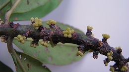 Image of Myrsine guianensis (Aubl.) Kuntze