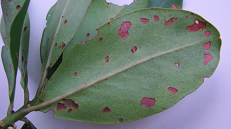 Myrsine guianensis (Aubl.) Kuntze resmi