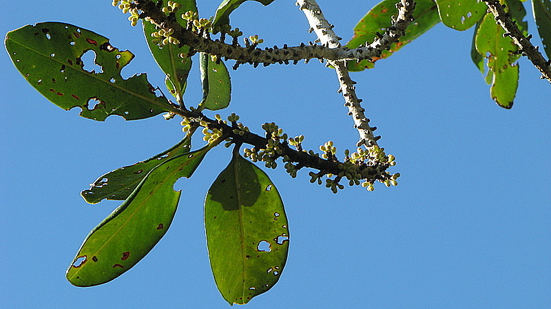 Myrsine guianensis (Aubl.) Kuntze resmi