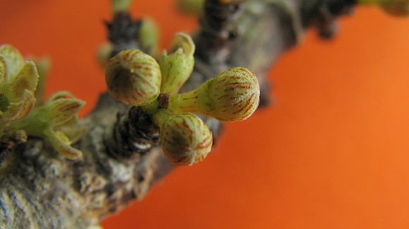 Image of Myrsine guianensis (Aubl.) Kuntze