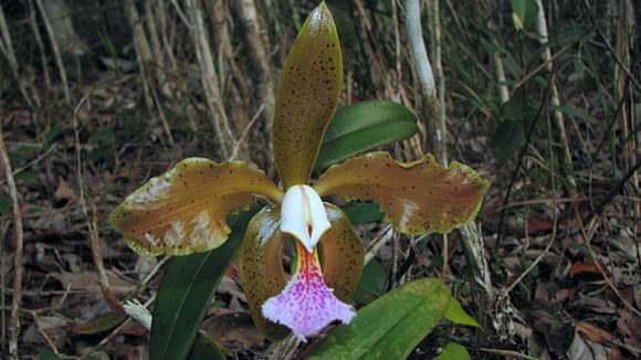 Image of Cattleya granulosa Lindl.