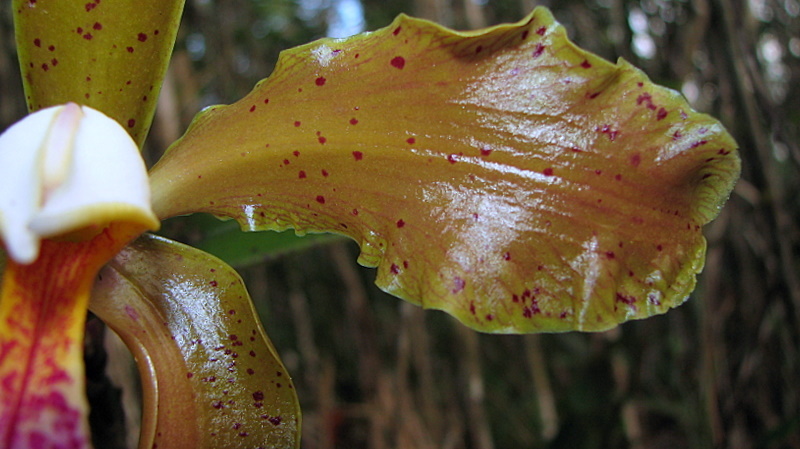 Sivun Cattleya granulosa Lindl. kuva