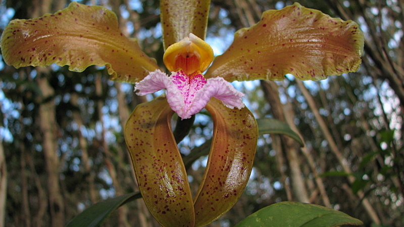 Sivun Cattleya granulosa Lindl. kuva