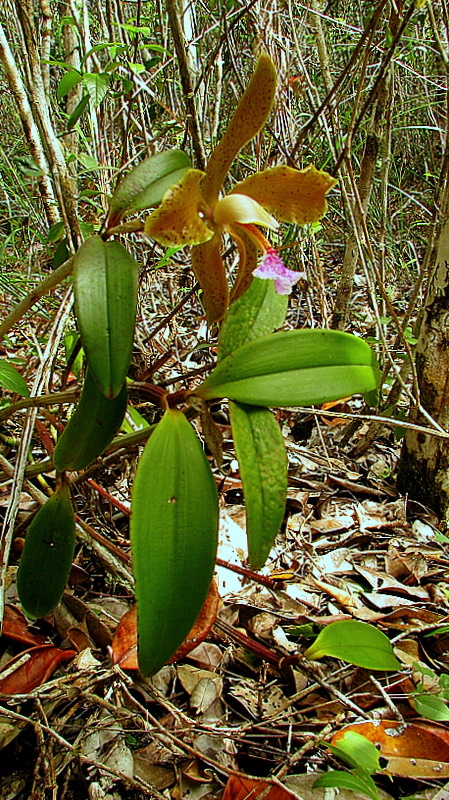 Sivun Cattleya granulosa Lindl. kuva