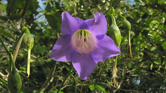 Image of Chelonanthus purpurascens (Aublet) Struwe, Nilsson & Albert