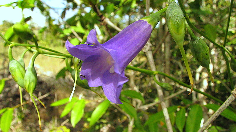 Image of Chelonanthus purpurascens (Aublet) Struwe, Nilsson & Albert