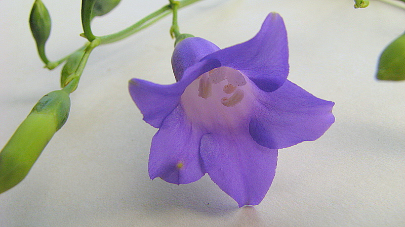 Image of Chelonanthus purpurascens (Aublet) Struwe, Nilsson & Albert