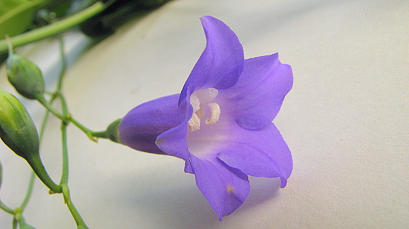 Image of Chelonanthus purpurascens (Aublet) Struwe, Nilsson & Albert