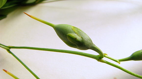 Image of Chelonanthus purpurascens (Aublet) Struwe, Nilsson & Albert