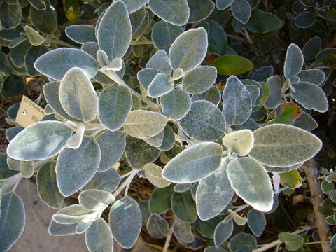 Image of piecrust plant