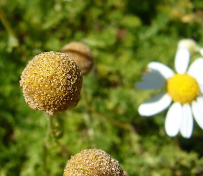 Image of Roman Chamomile