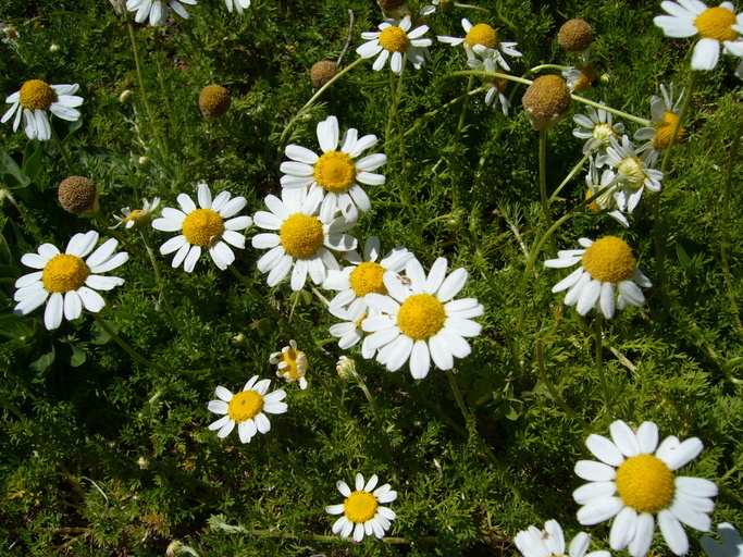 Image of Roman Chamomile