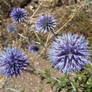 Image of globethistle