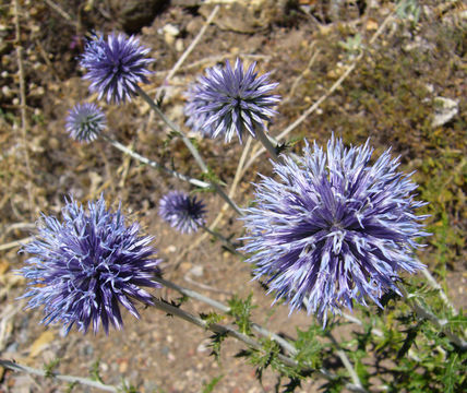 Echinops ritro L. resmi