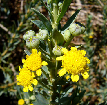 Imagem de Euryops lateriflorus (L. fil.) Less.