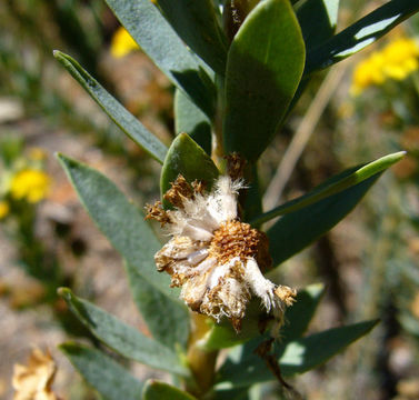 Imagem de Euryops lateriflorus (L. fil.) Less.