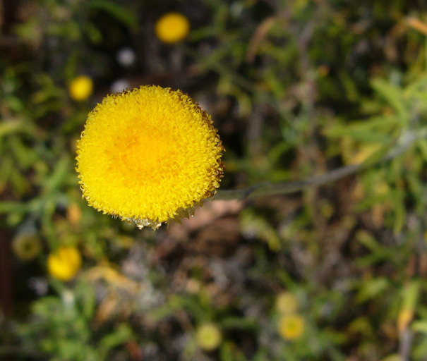 Image of <i>Helichrysum rutidolepis</i>