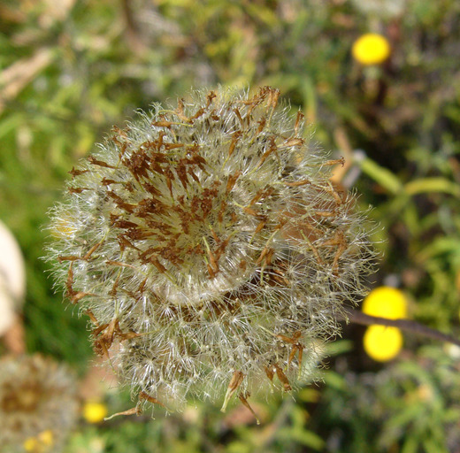 Image of <i>Helichrysum rutidolepis</i>