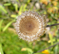 Image of <i>Helichrysum rutidolepis</i>