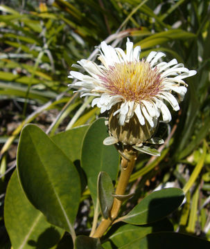 Image of Pachystegia insignis (Hook. fil.) Cheesem.