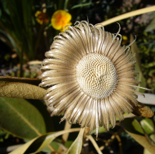 Imagem de Pachystegia insignis (Hook. fil.) Cheesem.