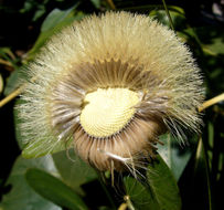 Imagem de Pachystegia insignis (Hook. fil.) Cheesem.