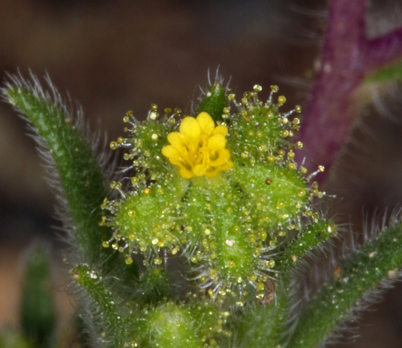 Image de Hemizonella minima (A. Gray) A. Gray