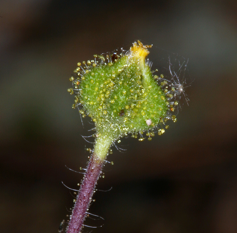 Image de Hemizonella minima (A. Gray) A. Gray