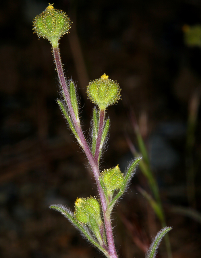 Image de Hemizonella minima (A. Gray) A. Gray