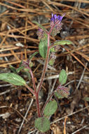 Image of persistentflower phacelia