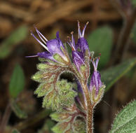 Image of persistentflower phacelia