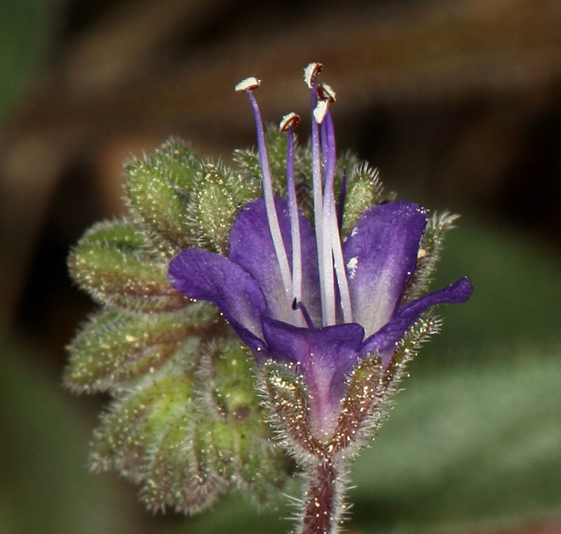 Image of persistentflower phacelia