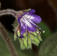 Image of persistentflower phacelia