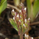 Image de Phacelia marcescens Eastwood ex Macbr.