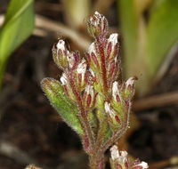 Image of persistentflower phacelia