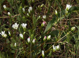 Image of white meadowfoam