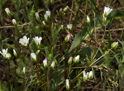 Imagem de Limnanthes alba subsp. versicolor (Greene) C. T. Mason