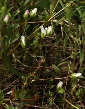 Image of white meadowfoam