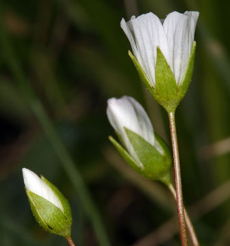 Image of white meadowfoam